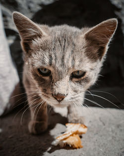 Close-up portrait of a cat
