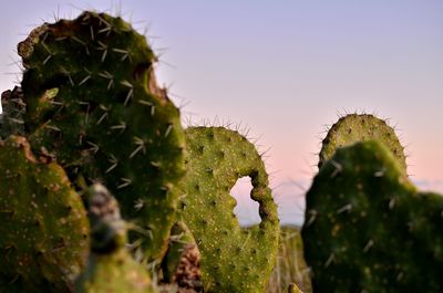 Close-up of prickly pear cactus against clear sky