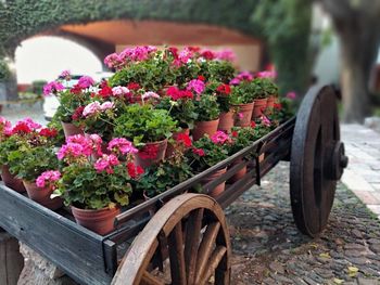 Wagon with flowers in old hacienda helmet