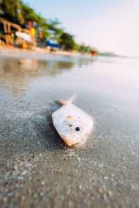 Close-up of dead fish at beach