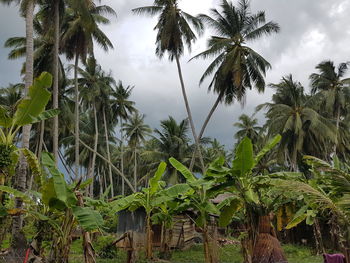 Palm trees against sky