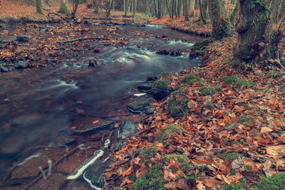 Autumn leaves in stream