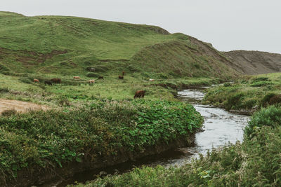 Cattle graze by a riverbed in the irish countryside of county clare