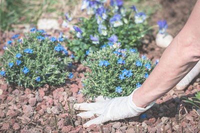 Low section of man holding flowers