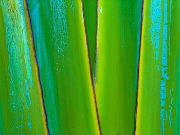 Full frame shot of green leaves