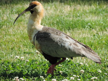 Duck on field