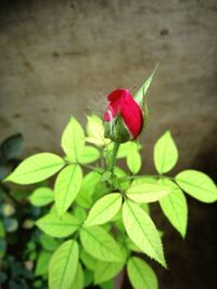 Close-up of red flower blooming outdoors