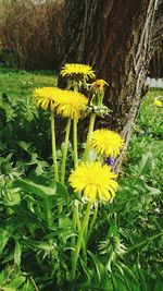 Close-up of yellow flowers blooming in park