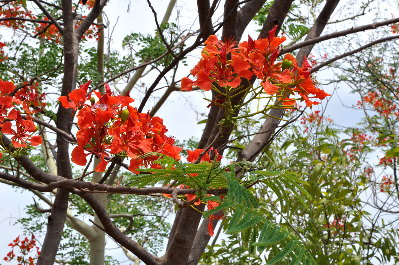 LOW ANGLE VIEW OF RED FLOWERING PLANT AGAINST TREE