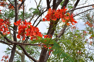 Low angle view of red flowering plant