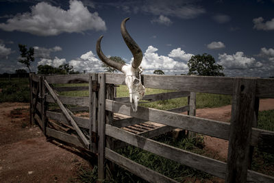 View of deer on field against cloudy sky