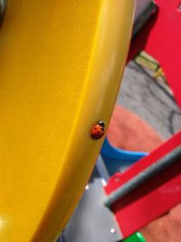 Close-up of ladybug on yellow surface