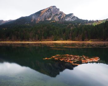 Scenic view of lake in forest against sky