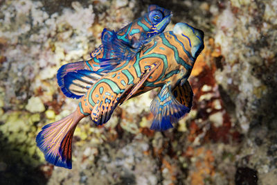 Close-up of fish swimming by rock undersea