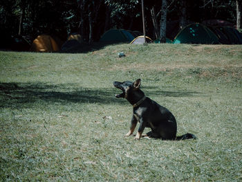 Dog sitting on field