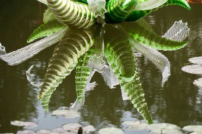 Close-up of leaves in lake
