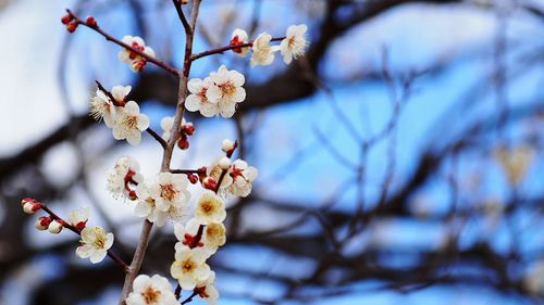 Close-up of cherry blossom tree