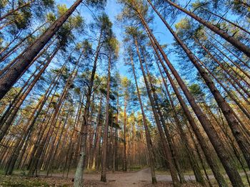 Low angle view of pine trees in forest against sky