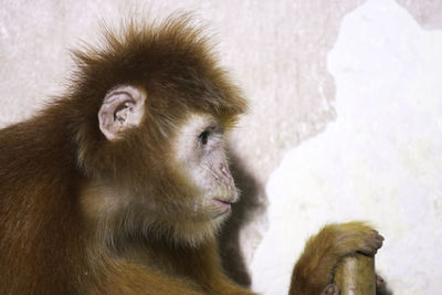 Close-up of monkey in snow