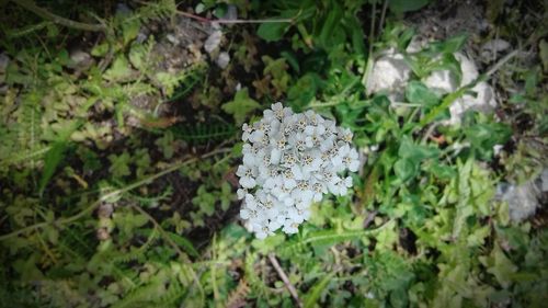 Close-up of white flowers blooming outdoors