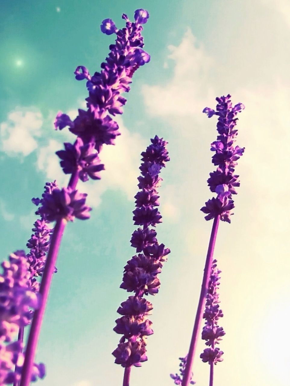 flower, low angle view, sky, purple, freshness, growth, fragility, blue, nature, beauty in nature, stem, pink color, day, focus on foreground, outdoors, close-up, no people, cloud - sky, plant, blooming