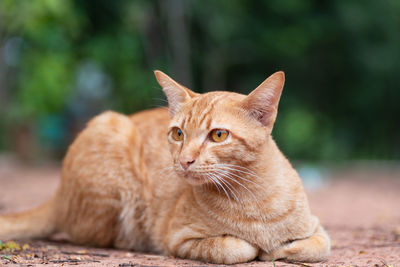 Portrait of cat sitting