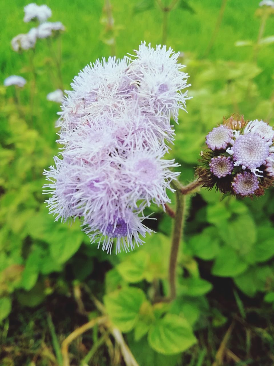 flower, plant, flowering plant, beauty in nature, freshness, nature, close-up, purple, growth, fragility, flower head, inflorescence, no people, herb, focus on foreground, wildflower, petal, day, thistle, botany, outdoors, plant part, blossom, leaf, food, green