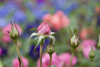 Close-up of flowers against blurred background