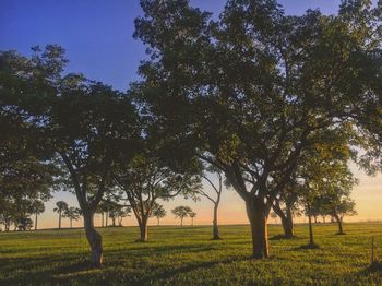 Trees on field against sky