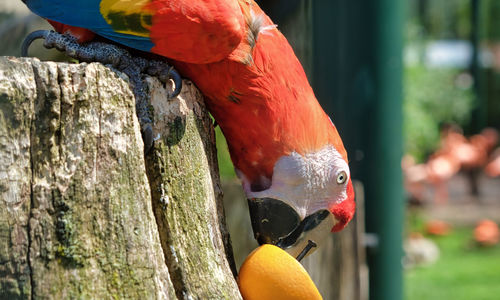 Close-up of parrot perching on tree