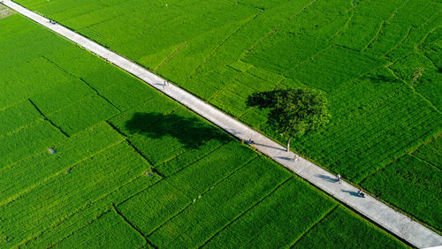 Scenic view of agricultural field