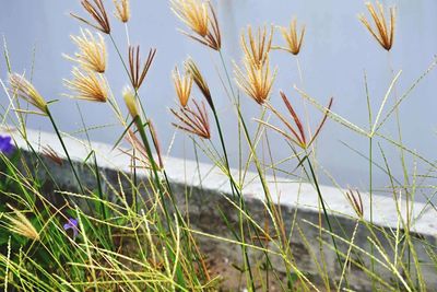 Close-up of grass on field against sky