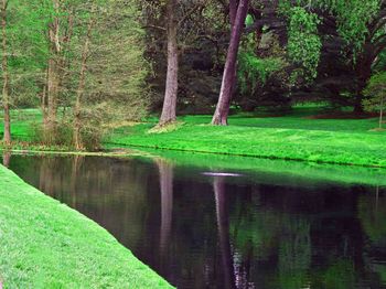 Reflection of trees in pond