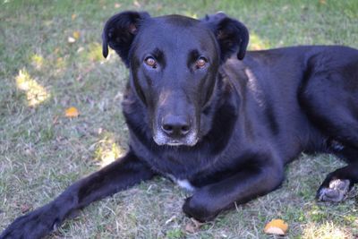 Portrait of a dog