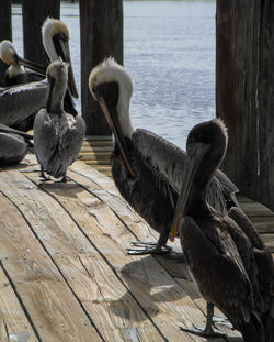 Birds perching on wooden post