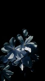 Close-up of white flower over black background