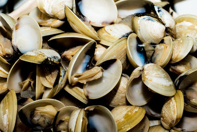 Full frame shot of clams