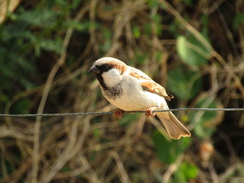 Close-up of bird perching on twig