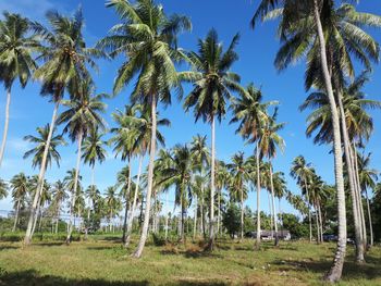 Low angle view of palm trees on field against sky