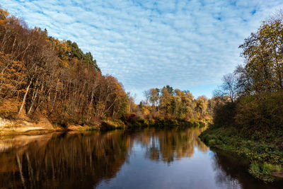 River gauja meanders through autumn forest, sigulda, latvia, gauja national park