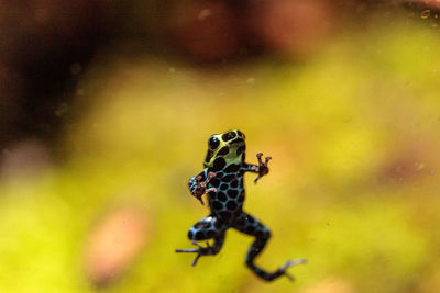 Iridescent variable poison dart frog ranitomeya variabilis is found in the tropical rain forest