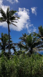 Low angle view of palm trees against sky