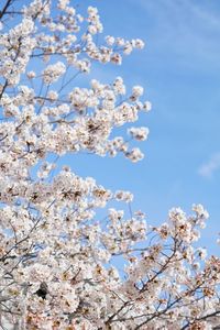 Low angle view of cherry blossoms against blue sky