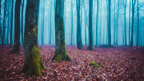 View of trees in forest during autumn