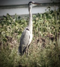 View of a bird on field