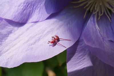 Close-up of insect on flower