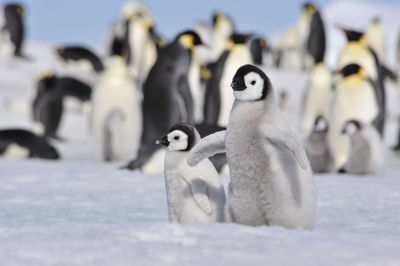 View of birds in snow