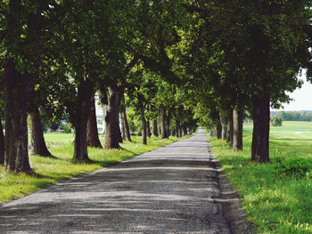 Empty road amidst trees