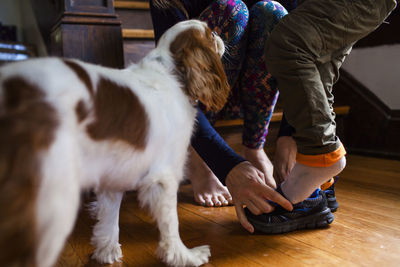 Low section of mother assisting son in wearing shoes by dog at home