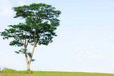 Tree in field against sky